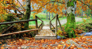 Bridge with fall leaves and will need a housecleaning company