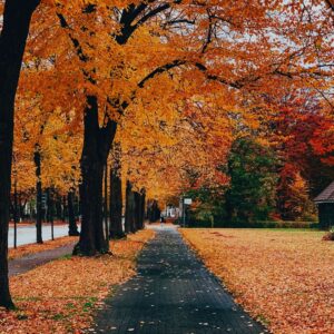 Fall street with orange trees